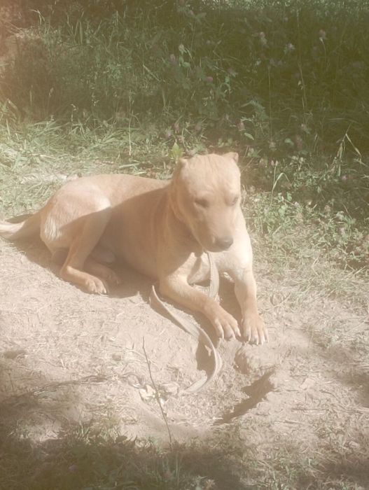 It sotlade  zotor yaxshe et