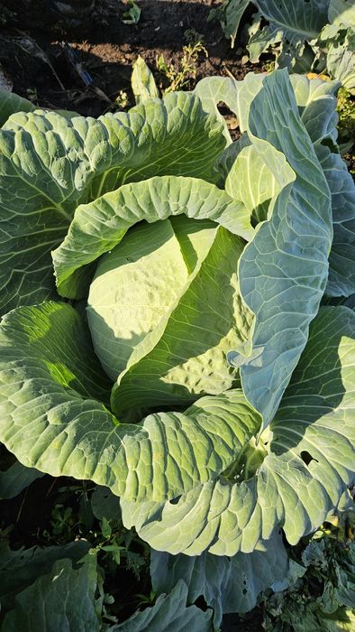 Varza plata si varza rotundă preț pe duba