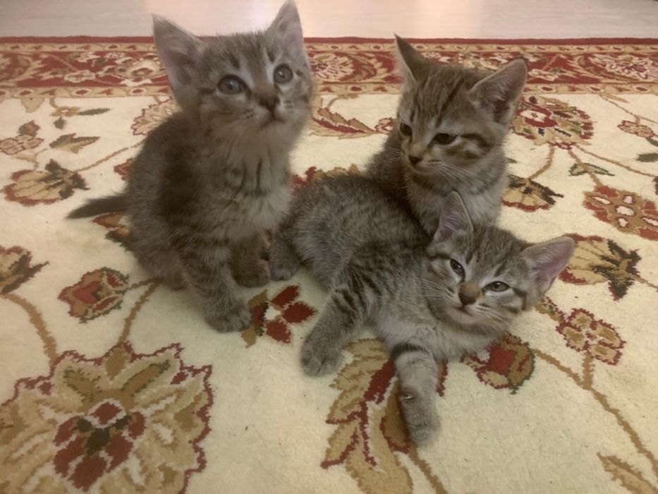 Бесплатно отдам котят в хорошие руки