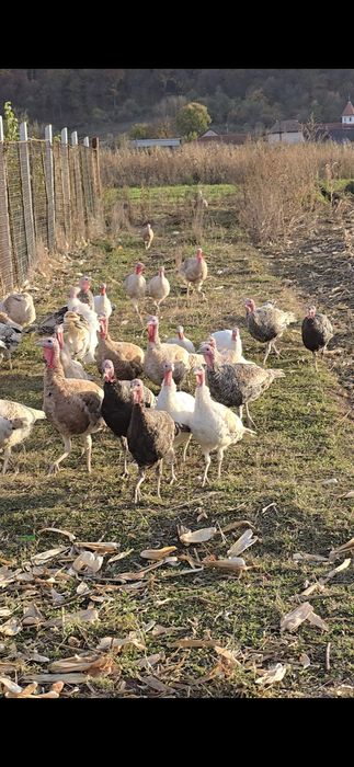 Vând curci de țară tineret 2025 – sănătoase, crescute natural