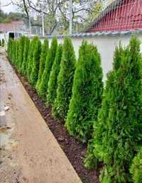 Tuia columnaris Smarald Pon pon spiral Buxus