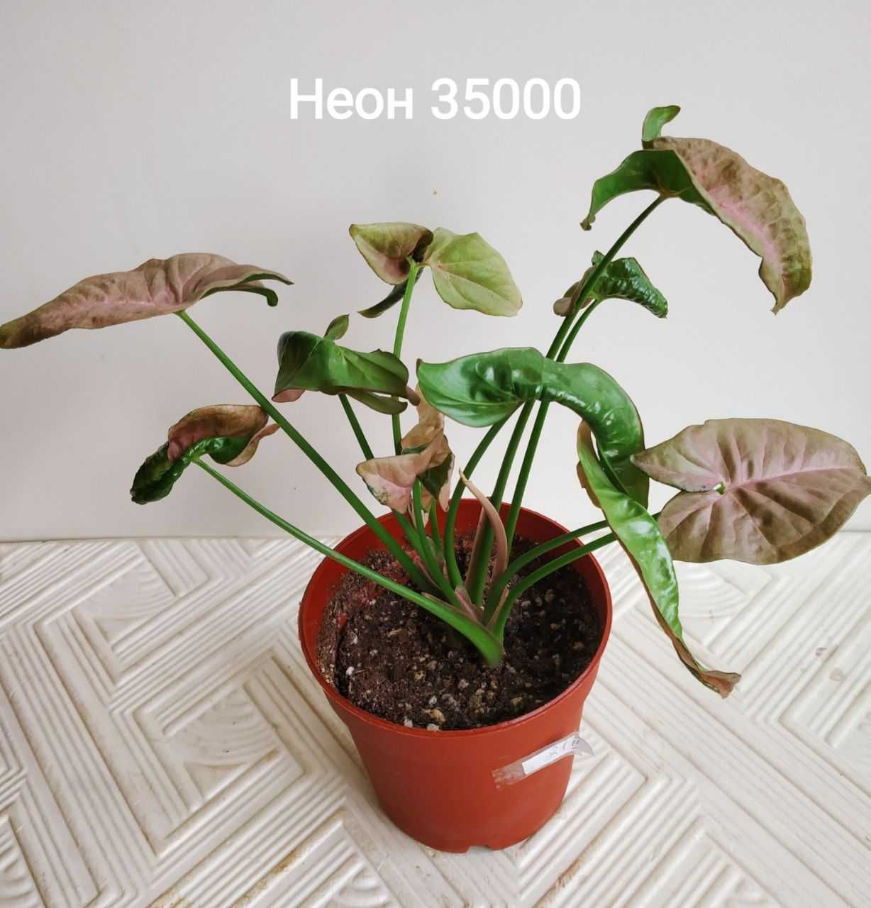 Продаю молодые сортовые Сингониумы