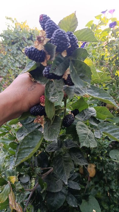 Малина ва Ежевика олий сортлар