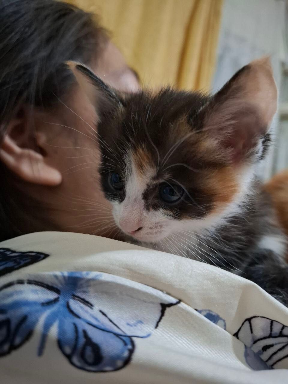 Котенок девочка 2 месяца отдам бесплатно