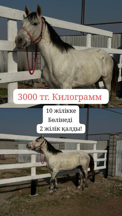 Мясо Ет. Жіліктеп сойылады. Халяль