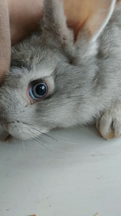 Velikanla va xar hil quyon turlari va q6wti bor