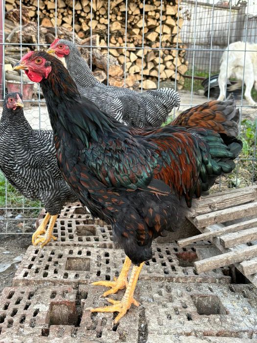 Wiandotte rosu negru