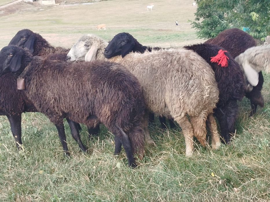 Vand 7 mioare rasa karakul