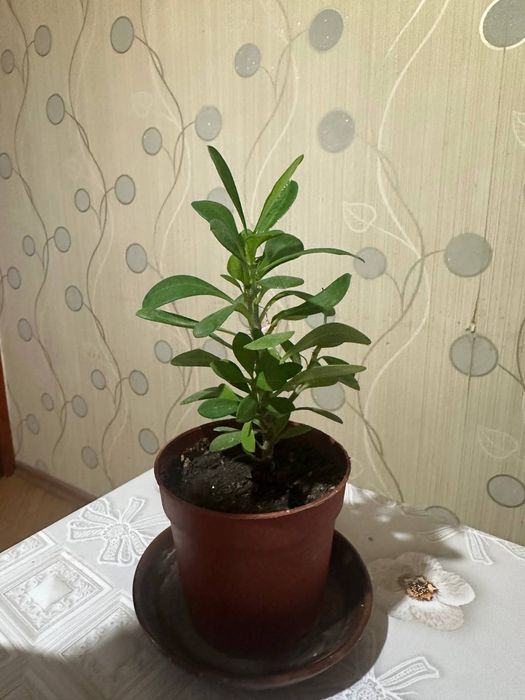 Продам цветы 50 тысяч