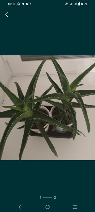 Продаю цветы алоэ вера и лечебный