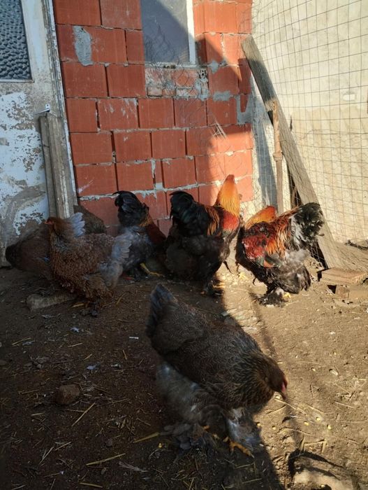 Brahma diferite culori