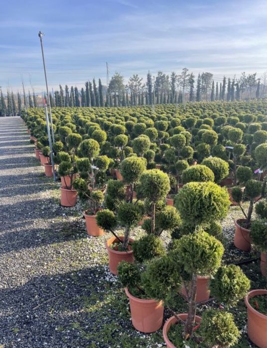 Plante ornamentale de orice soi