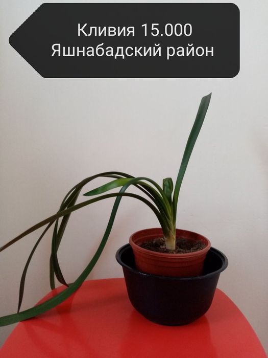 Продаю комнатные цветы