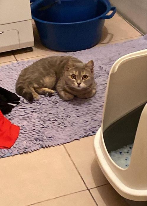 Кошка отдается в добрые руки