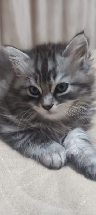 отдаю котят в добрые руки