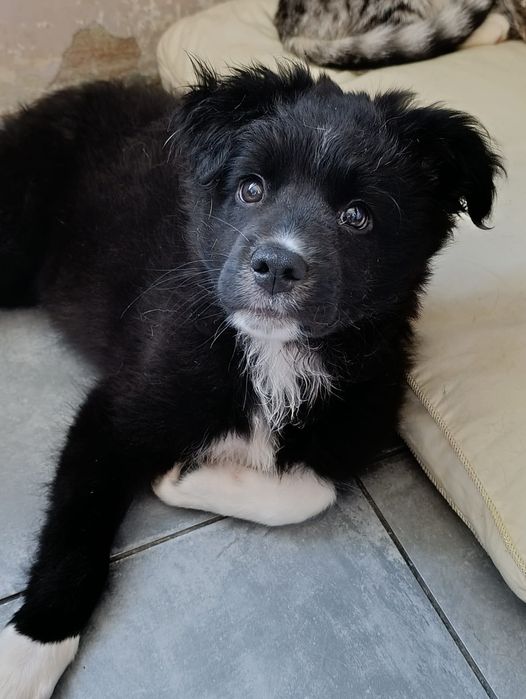 Щеночек ищет дом