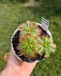 Drosera Aliciae | Planta Carnivora | Roua Cerului