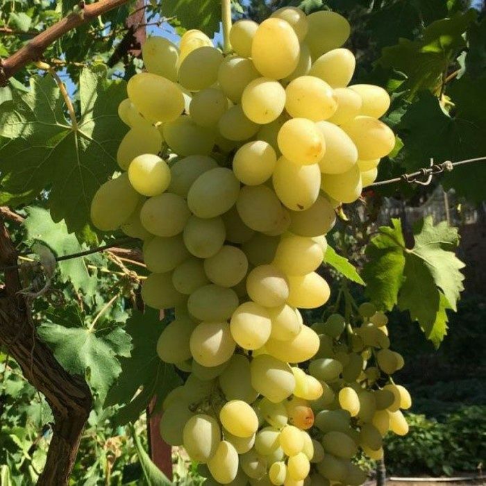 Продам саженцы винограда второго года