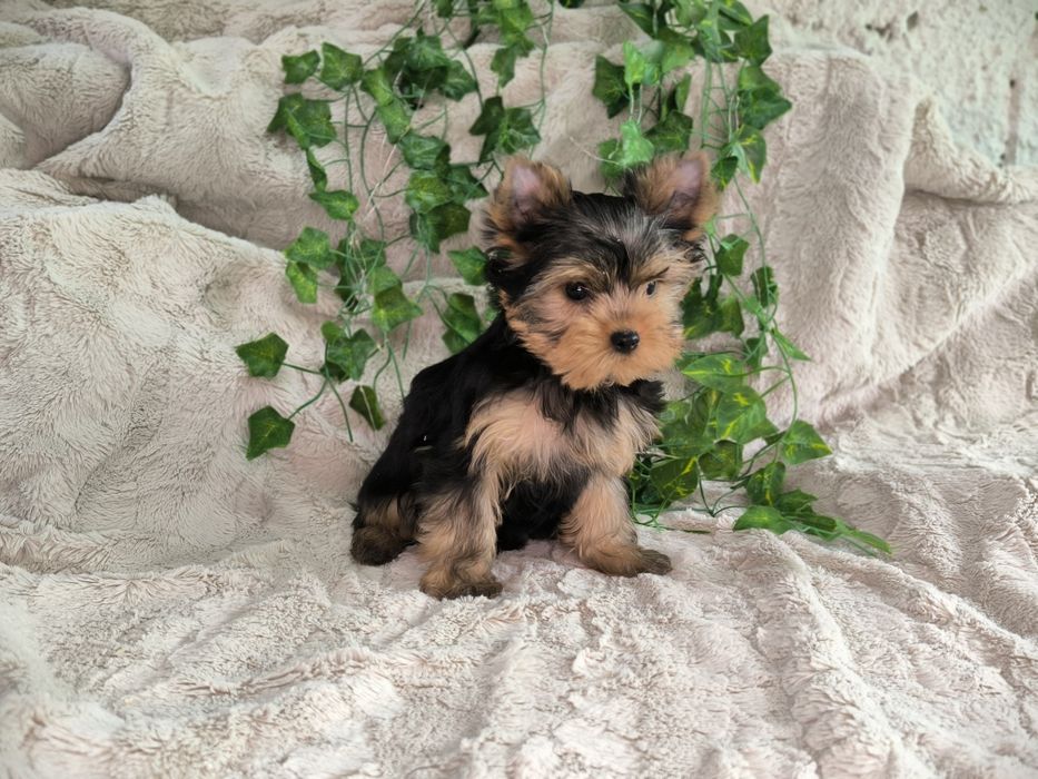 Vand baietel Yorkshire terrier mini