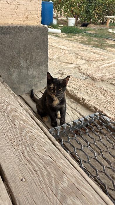 котенок девочка в добрые руки