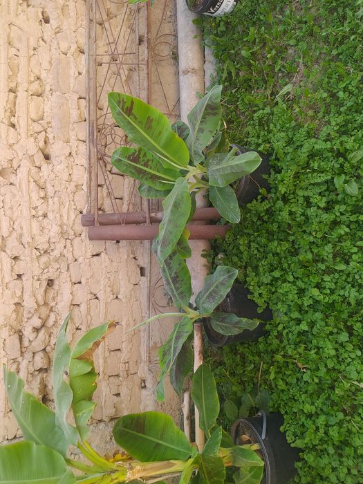 Банан цитрус тропик кўчатлар сотувда