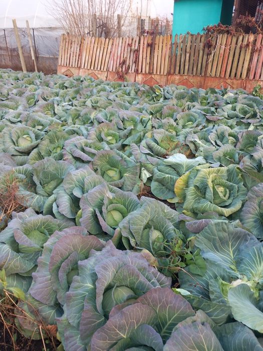 Vând varza Bucharest