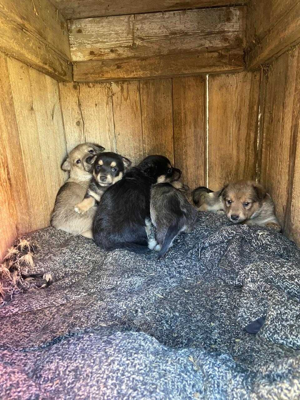 Щенята в добрые руки