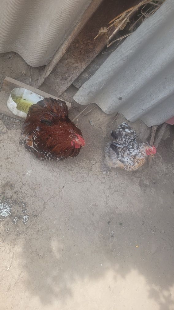 Продам пару какинхин