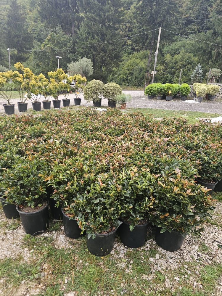 Plante tuia brazi