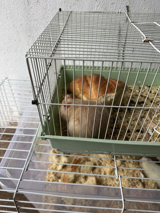 Donez soareci de companie