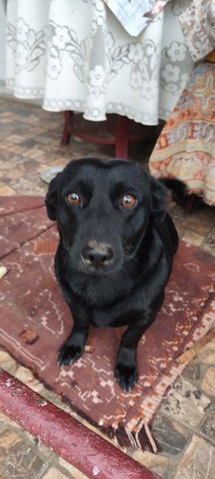Donez câine are un an