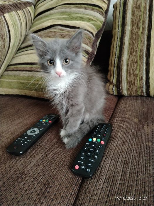 Девочка Плюшка в любящую семью. .