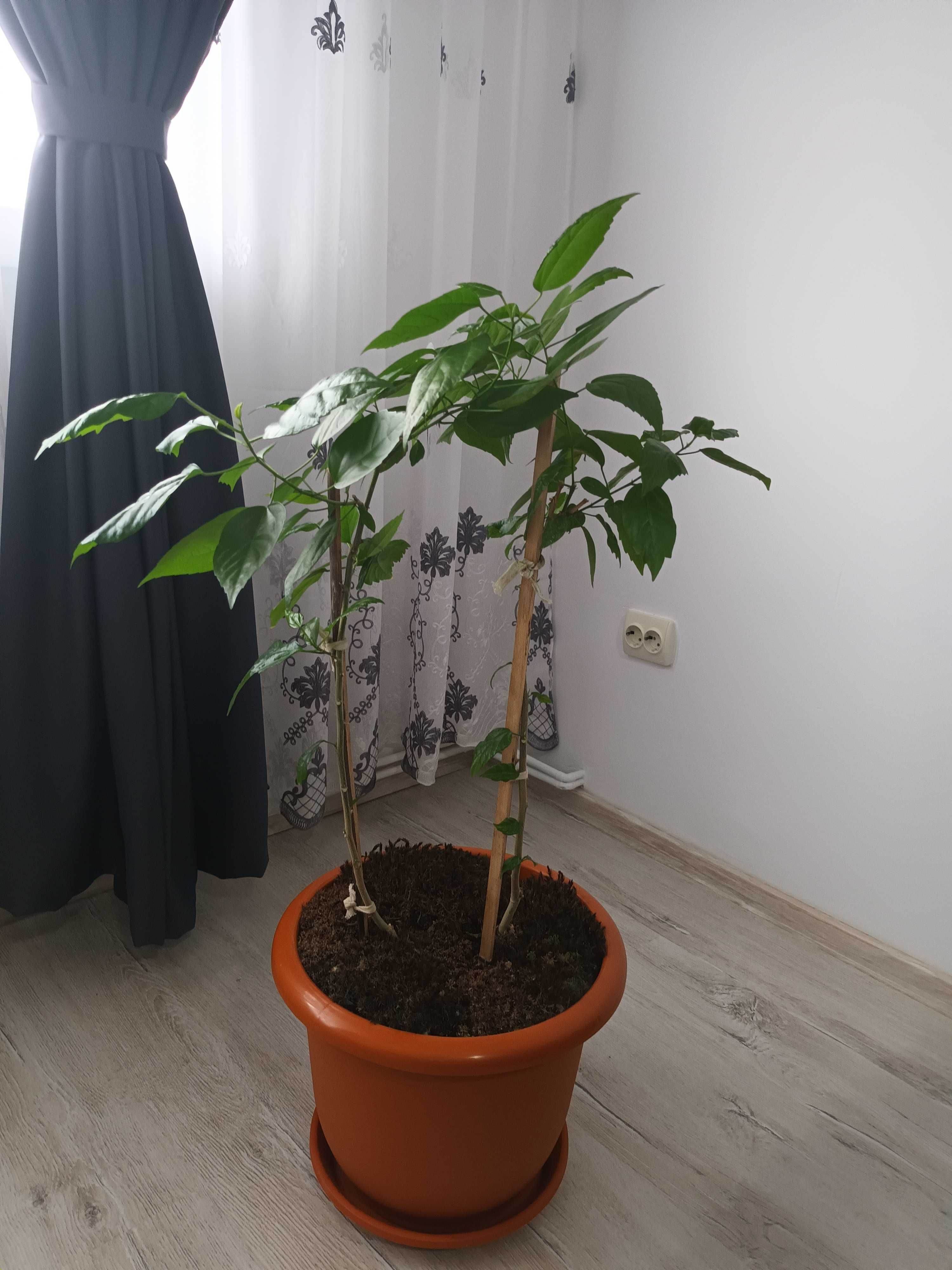 Plante de apartament