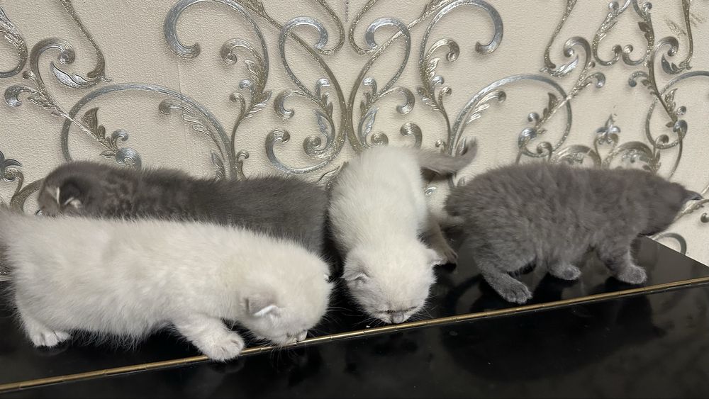 Продаются котята