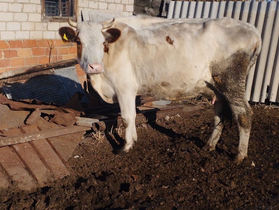 Продам корову яловую