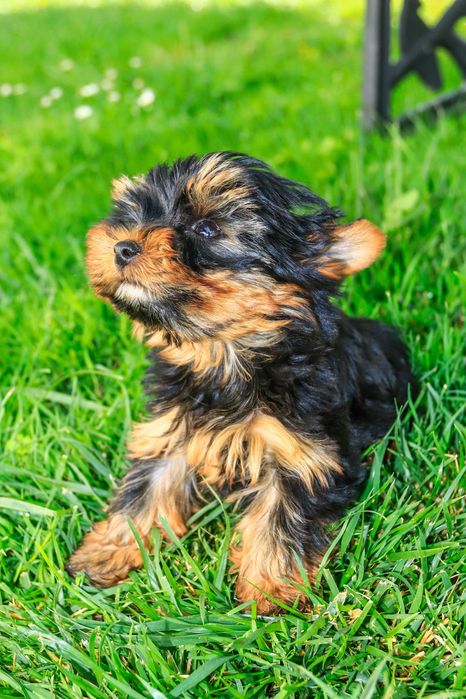 Йоркширски териер , мини йорки