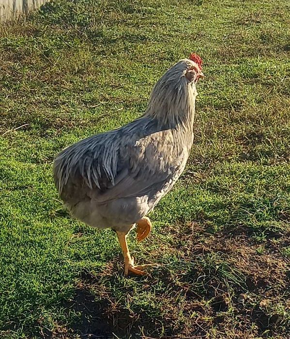 Петлета Араукана