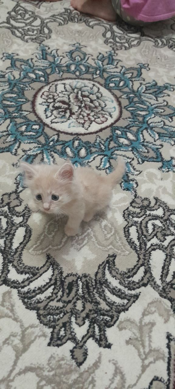 Котёнок 1,5 месяца
