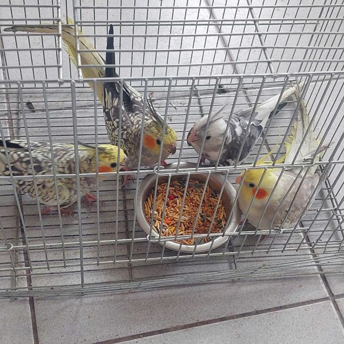 Корели и Какарики