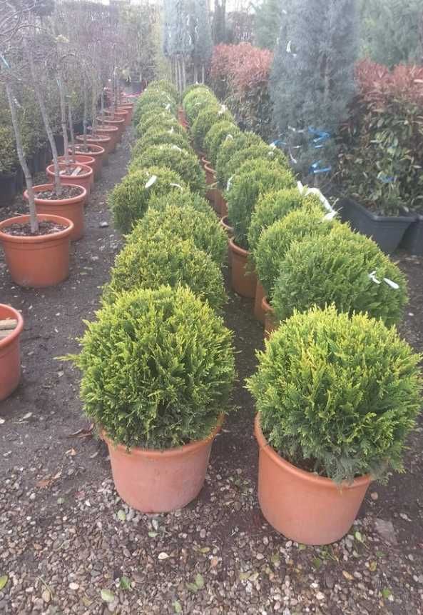 Buxus Spirala Leilandy