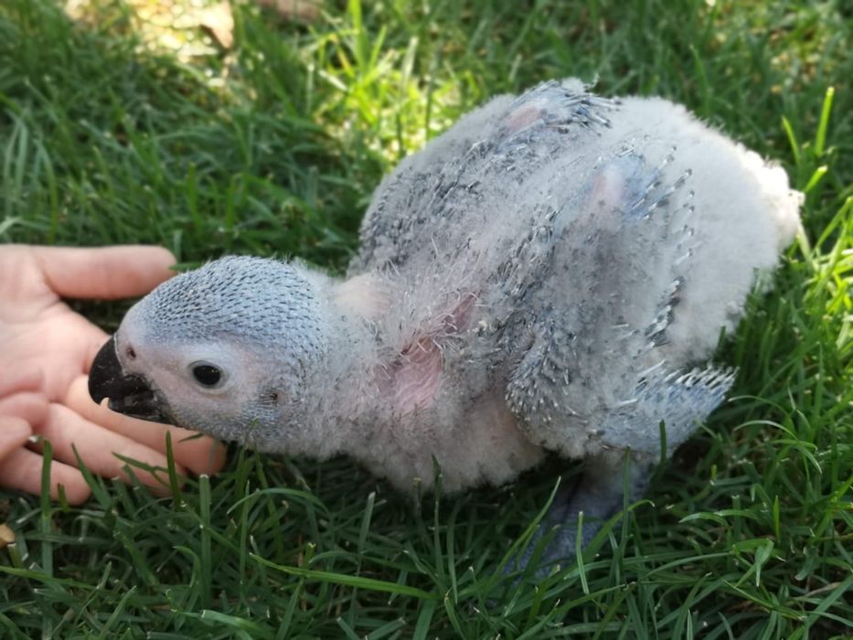 Schimb pui papagal Jako 3 luni mascul !