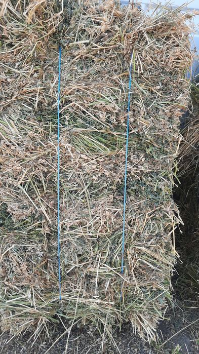 ‼️Baloti de  lucerna 2025‼️