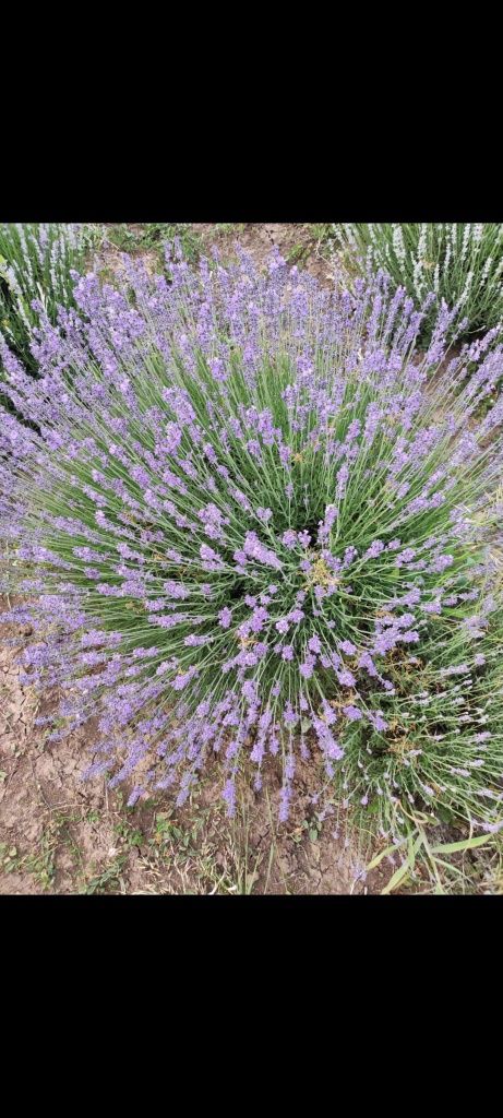 Planta lavanda matura 5 ani 1 m diametru