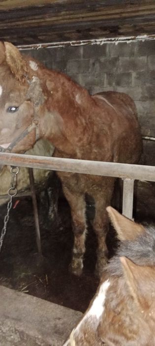 Продам 2 жеребцов