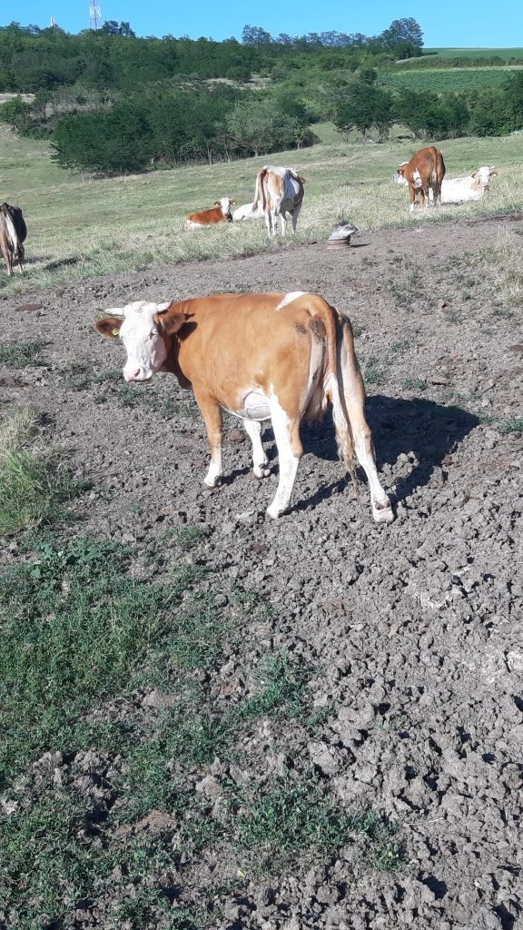 Vacă de  vânzare