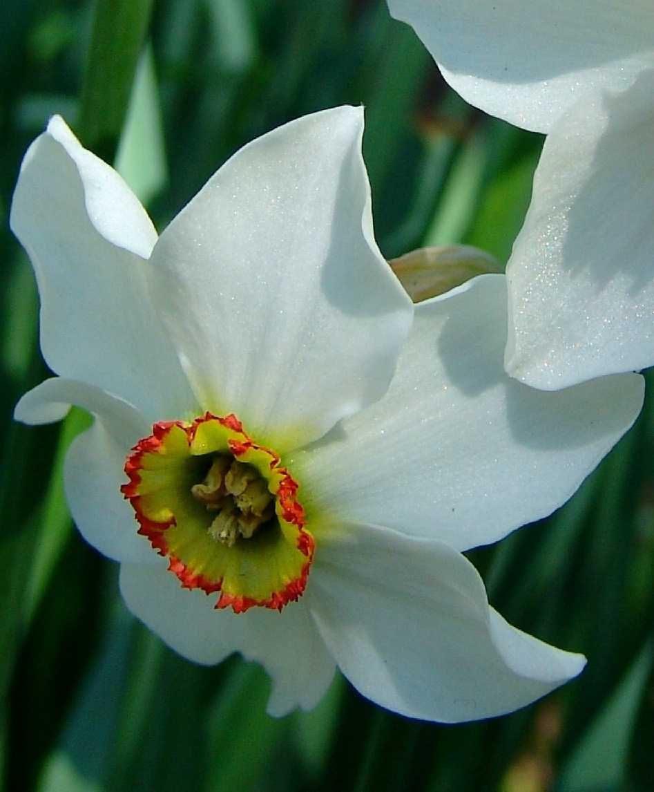 Rizom ( Bulbi) de Narcise duble galbene și Narcise albe,  pt plantat