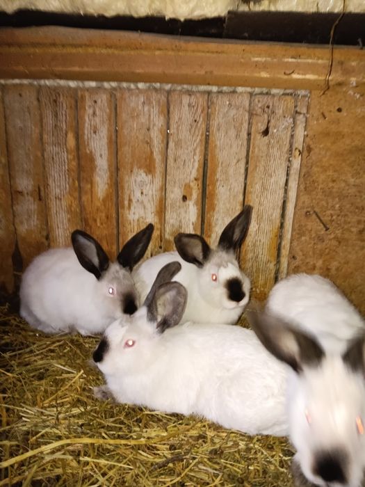 Vând iepuri Californieni