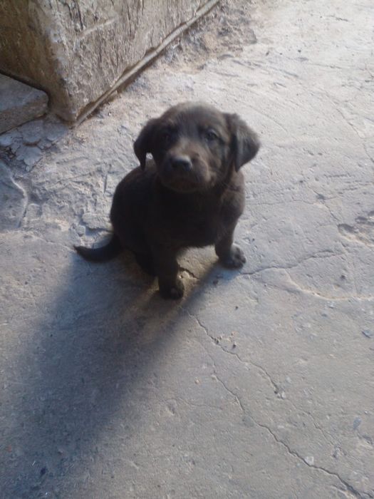 Щенят в хорошие руки