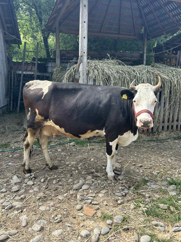 Vând vaca gestanta in 9 luni