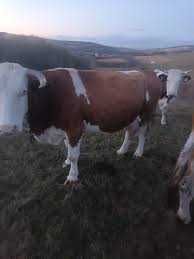 Vand vaca bună de lapte 5 ani